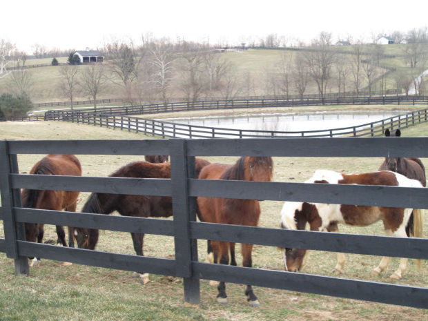 Kentucky horse count